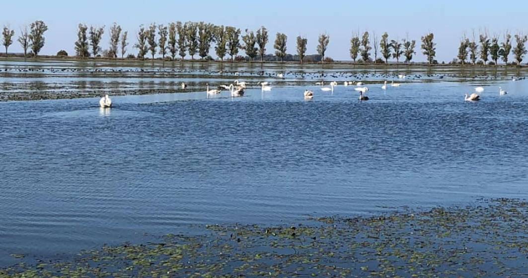 Imagine pentru articolul: WWF propune iubitorilor de natura un petic de Delta langa Bucuresti: Ciocanesti-Dunare, judetul Calarasi