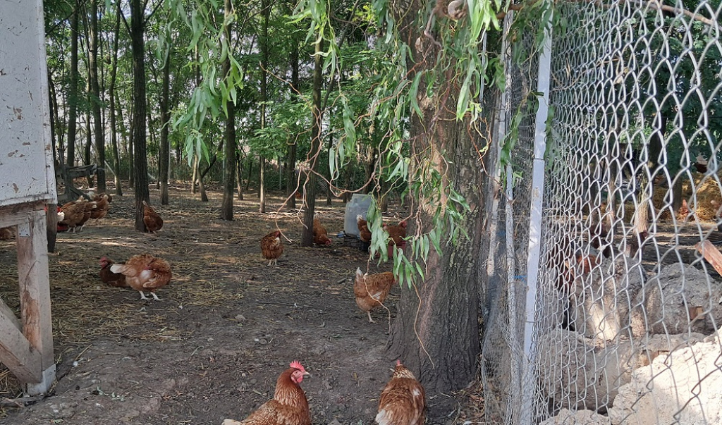 FOTO | În vizită la Nasul Roșu, ferma artizanală unde se produc roșii ecologice pe care le poți cumpără de pe Sezamo